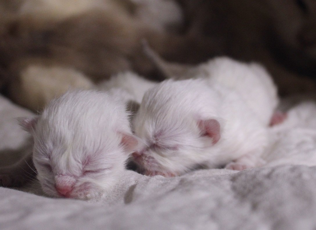 Britisch Kurzhaar Katzenbabys 3 Tage</A>